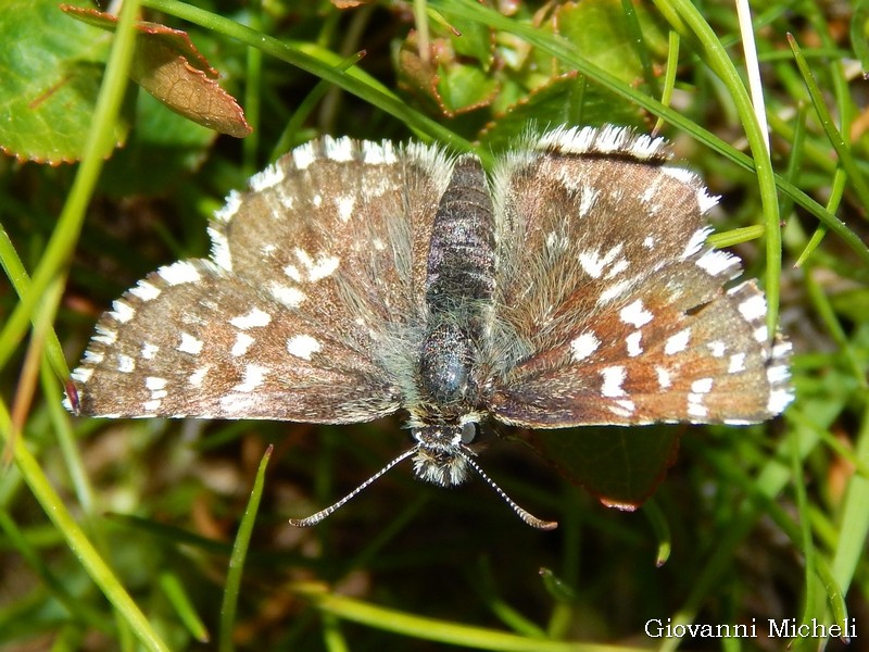 Pyrgus malvoides - Hesperiidae